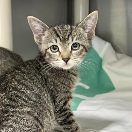 A baby medium-sized female Tabby (Gray / Blue / Silver) Domestic Short Hair cat named Cyclops for adoption in Honesdale, PA