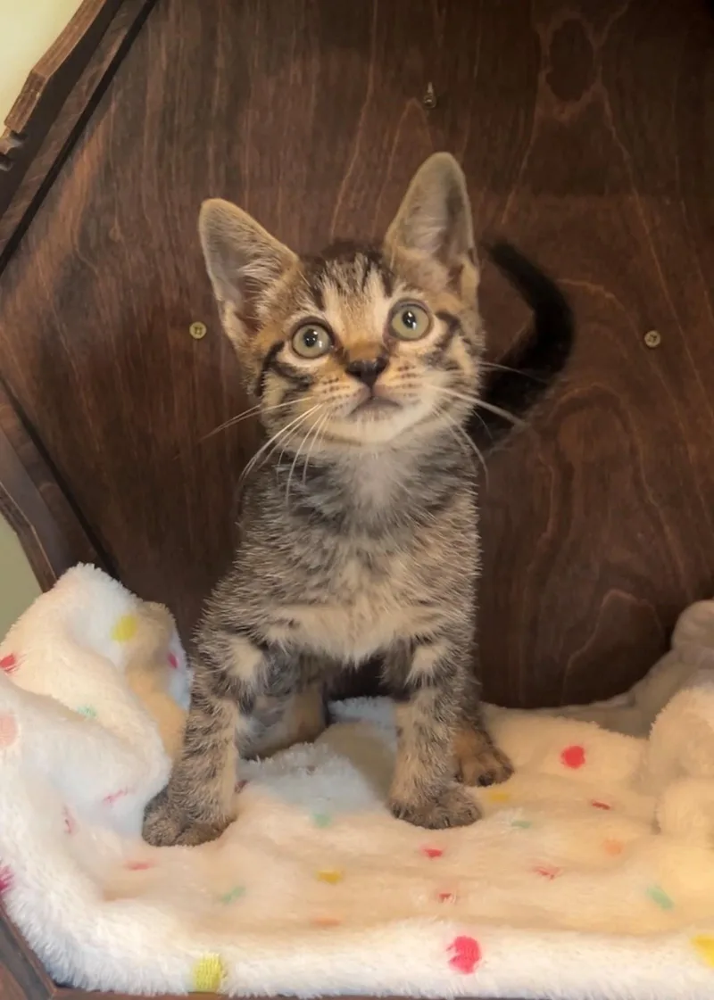A baby medium-sized male Tabby (Gray / Blue / Silver) Domestic Short Hair cat named Jesse James for adoption in Nashville, TN