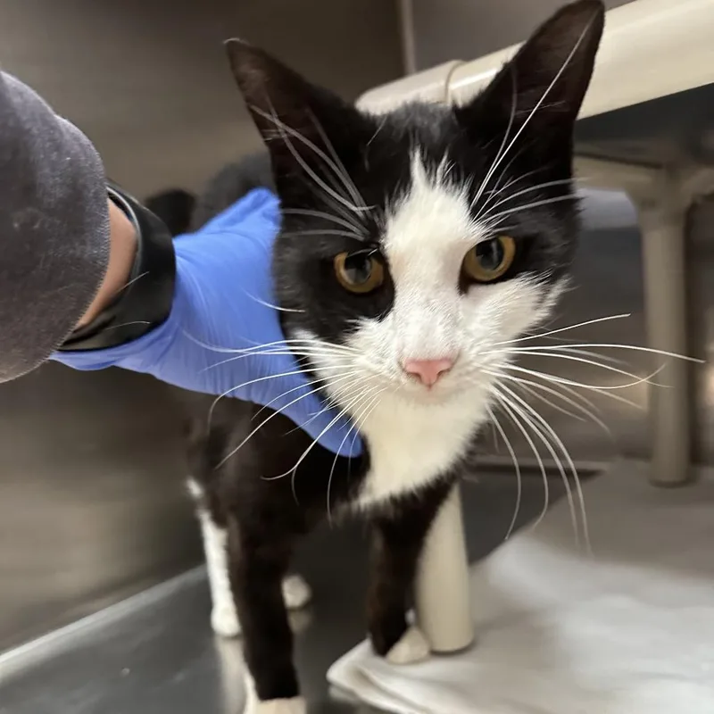 An adult medium-sized male Black Domestic Short Hair cat named Boba Fett for adoption in Kanab, UT