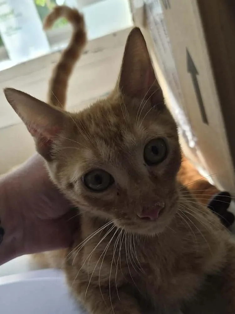A baby medium-sized male Domestic Short Hair cat named Skull for adoption in Bolivar, MO