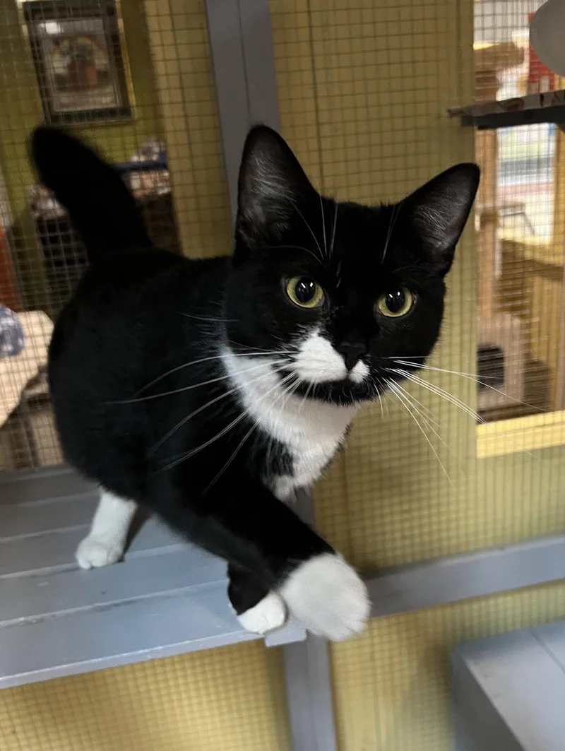A young medium-sized female Black & White / Tuxedo Domestic Short Hair cat named Mercedes for adoption in Blasdell, NY