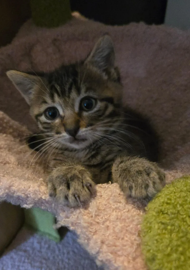 A baby medium-sized male Tabby (Brown / Chocolate) Domestic Short Hair cat named Flint for adoption in Freemansburg, PA
