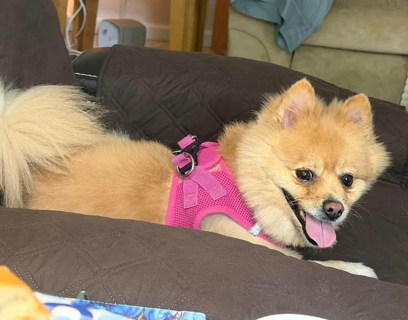 A senior small-sized female Yellow / Tan / Blond / Fawn Pomeranian dog named Daisy for adoption in Dayton, OH