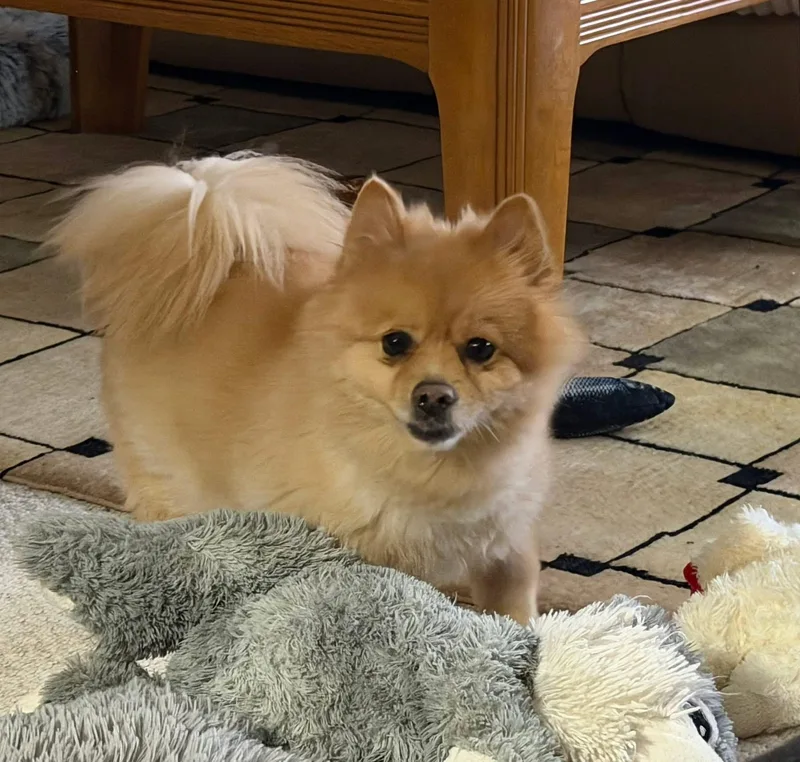 Daisy thumbnail 5