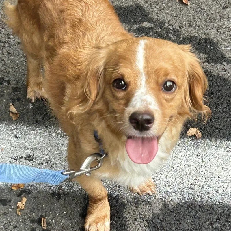 An adult small-sized male Brown / Chocolate Mixed Breed dog named Appletini for adoption in Rockville, MD