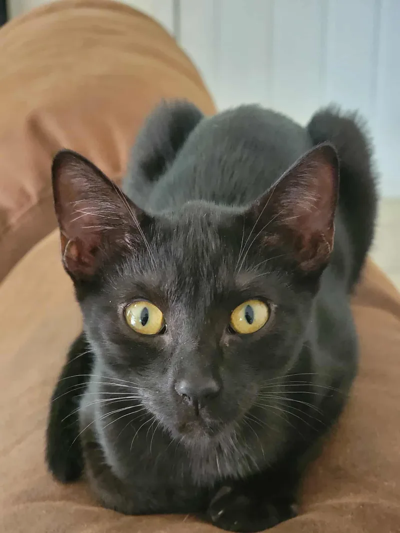 Bagheera thumbnail 2