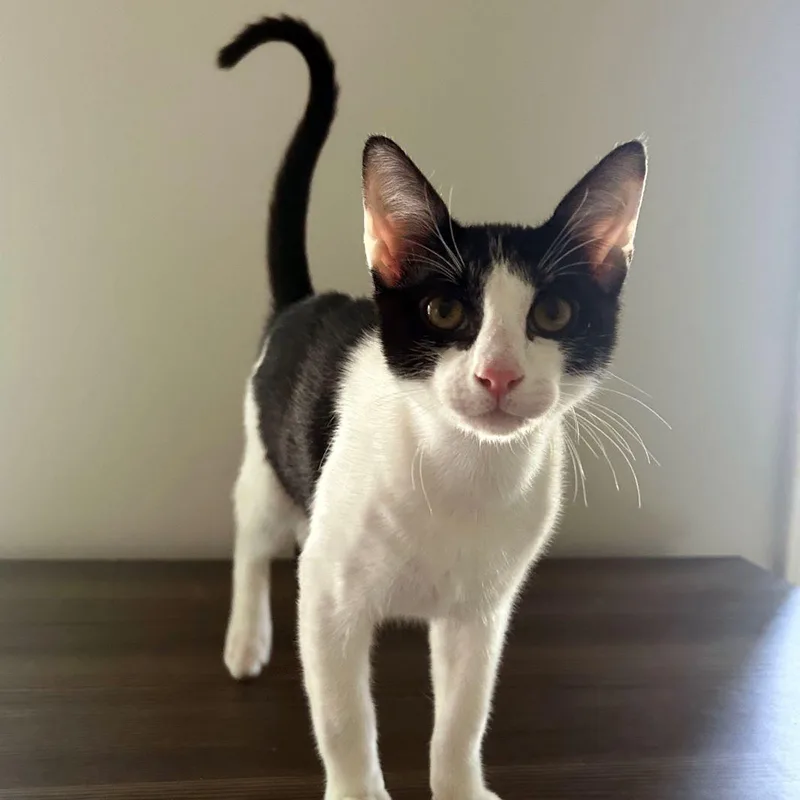 A baby medium-sized male Black Domestic Short Hair cat named Culvers for adoption in Tulsa, OK