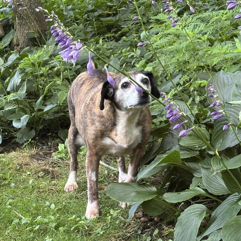 A senior medium-sized female Brown / Chocolate Mixed Breed dog named Woodle for adoption in Spruce Pine, NC