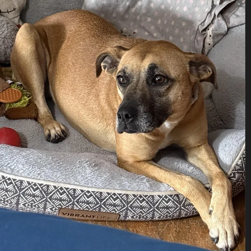 A young medium-sized female Carolina Dog dog named Maisey for adoption in Shreveport, LA