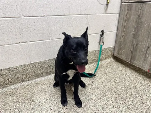 A young medium-sized male Labrador Retriever dog named Timmitt for adoption in Pueblo, CO
