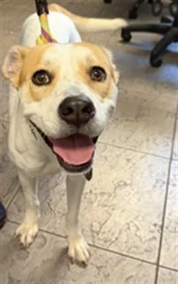 An adult medium-sized female Pit Bull Terrier dog named Dior for adoption in Los Angeles, CA