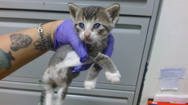 A baby small-sized male Domestic Short Hair cat named Shorty for adoption in Miami, FL