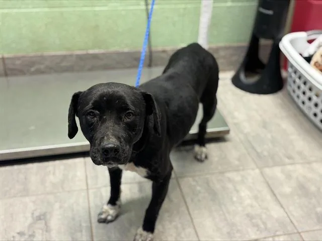 An adult medium-sized female Labrador Retriever dog named White Foot for adoption in Grand Prairie, TX
