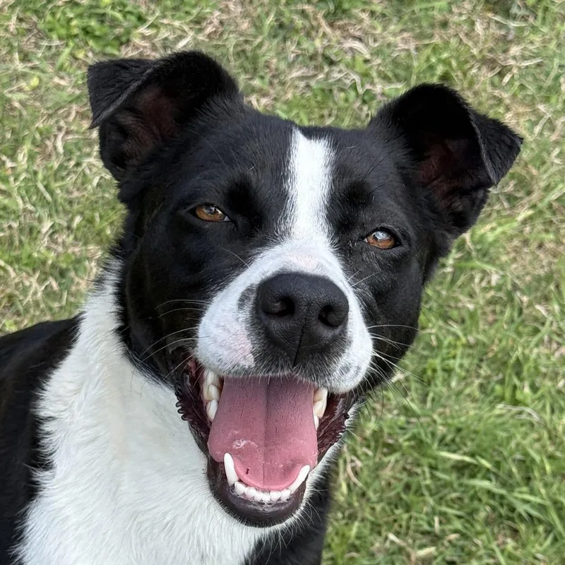 Domino