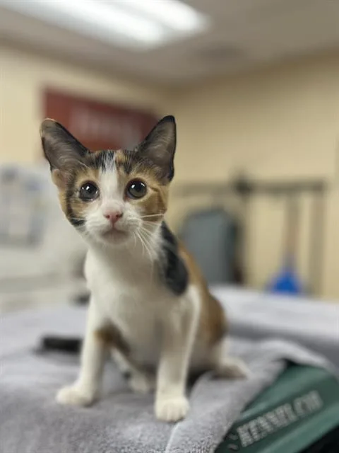 A baby small-sized female Domestic Short Hair cat named Juniper for adoption in Aliquippa, PA