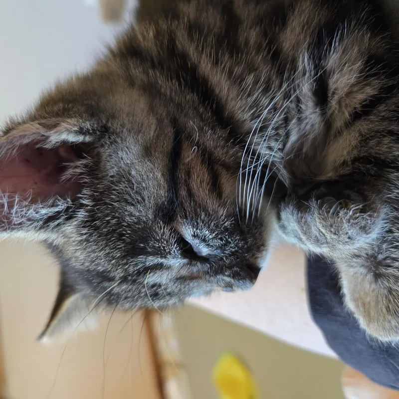 A baby small-sized female Tabby (Gray / Blue / Silver) Domestic Short Hair cat named Jelly Bean for adoption in Mineral Point, WI