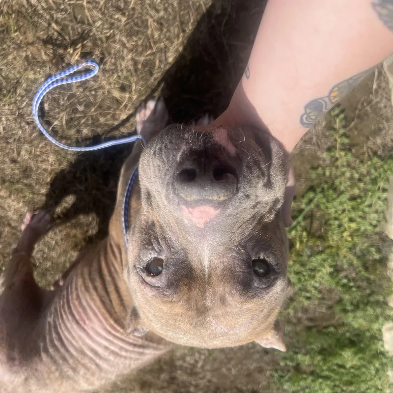 An adult medium-sized female Brindle American Staffordshire Terrier dog named Betty Boop for adoption in San Antonio, TX