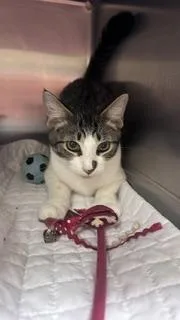 A young medium-sized male Domestic Short Hair cat named Shellie for adoption in Dothan, AL