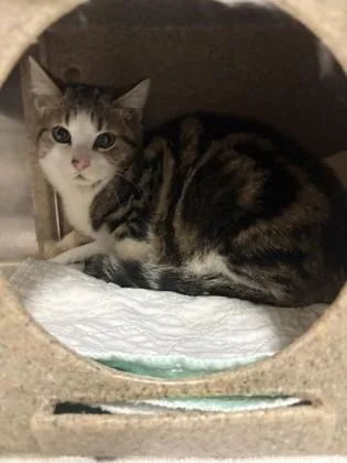 A young medium-sized male American Shorthair cat named Puma for adoption in Redmond, OR
