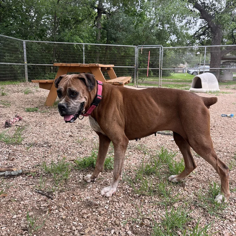 An adult medium-sized female Brown / Chocolate Boxer dog named Khloe for adoption in Bulverde, TX
