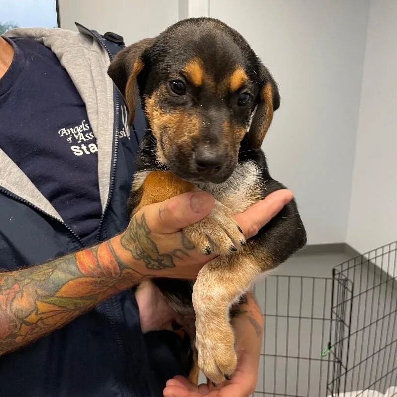 A baby medium-sized male Hound dog named Marlo for adoption in Roanoke, VA