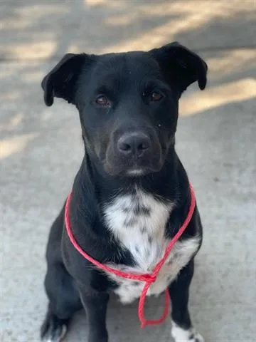 An adult medium-sized female Labrador Retriever dog named Cake for adoption in Tulsa, OK