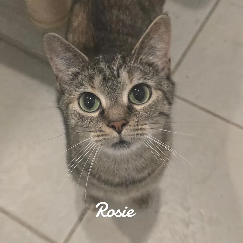 A young small-sized female Domestic Short Hair cat named Rosie for adoption in Naugatuck, CT
