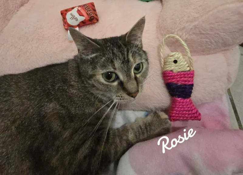 Rosie thumbnail 2