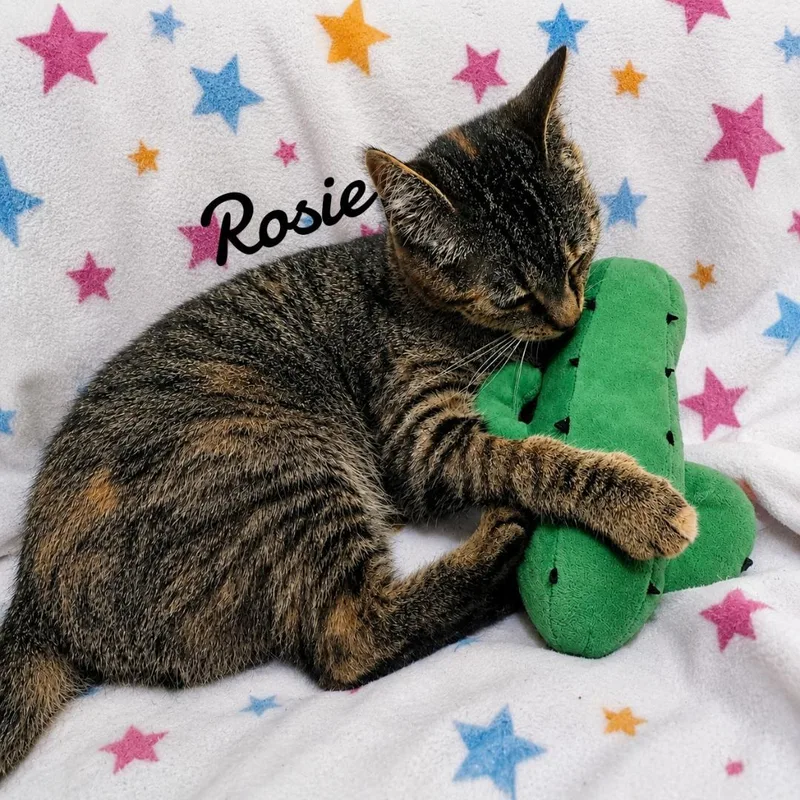 Rosie thumbnail 3