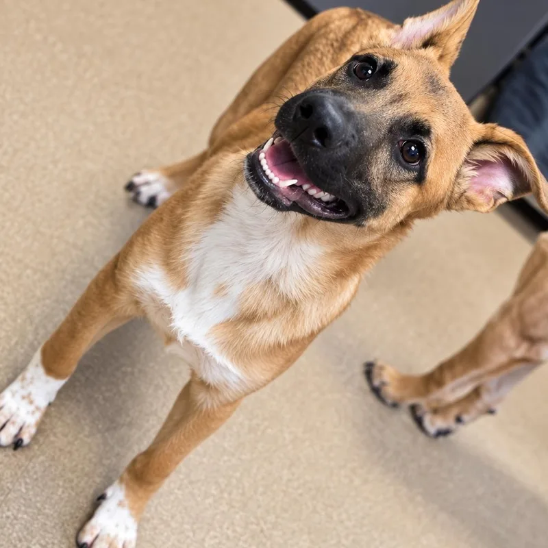 A young medium-sized male Shepherd dog named Hector for adoption in Duxbury, MA