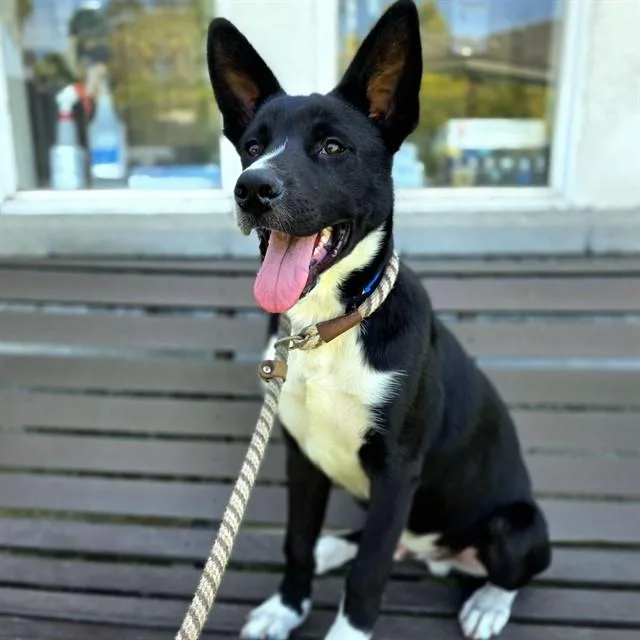 A young medium-sized male Border Collie dog named Dale for adoption in Long Beach, CA