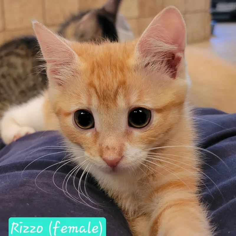 Rizzo thumbnail 3