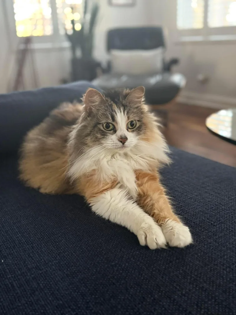 An adult medium-sized female Calico Domestic Long Hair cat named Gaby for adoption in Evanston, IL