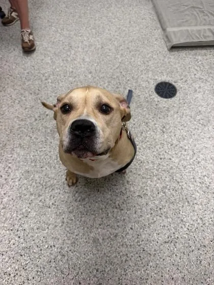 A senior extra large-sized female Yellow / Tan / Blond / Fawn Pit Bull Terrier dog named Sugar Cookie for adoption in Kansas City, MO