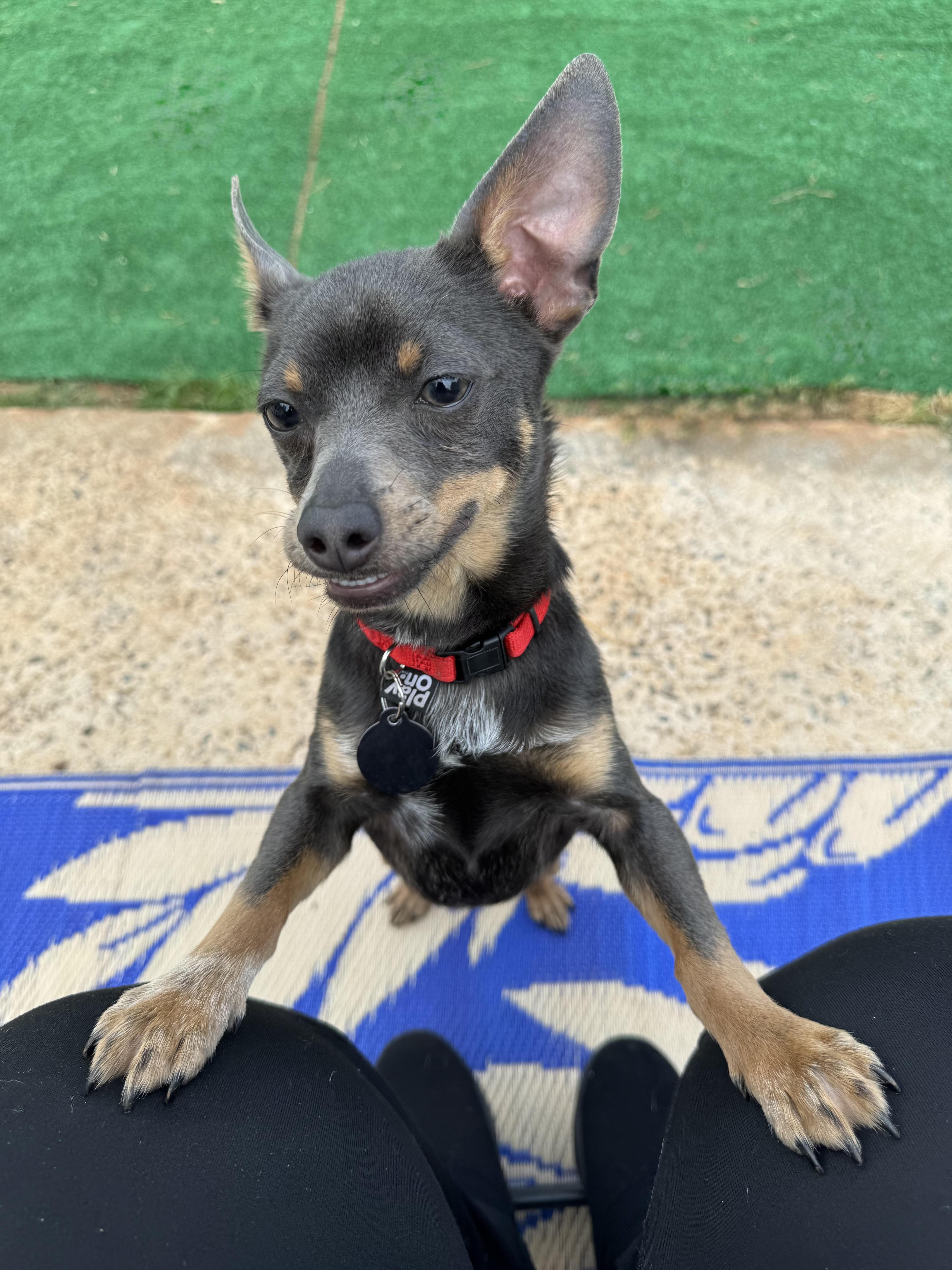 A baby small-sized male Chihuahua dog named Ralphie for adoption in Maiden, NC