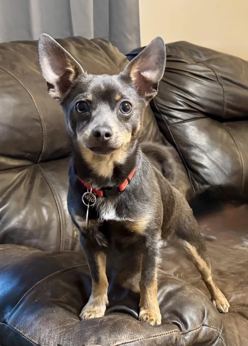 Ralphie thumbnail 2