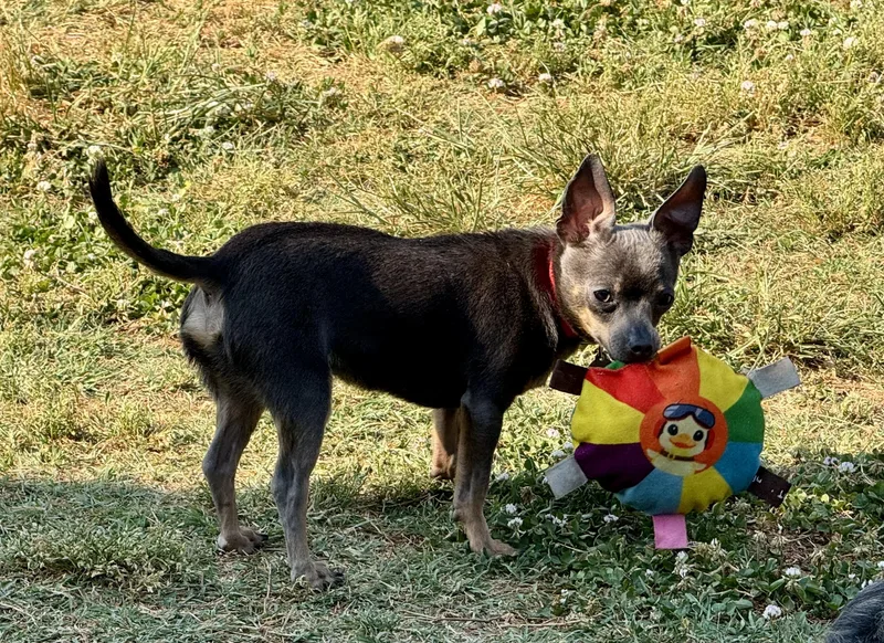 Ralphie thumbnail 3