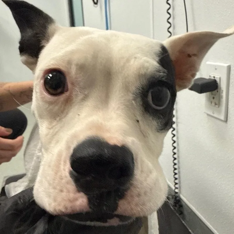 A young medium-sized female Black Boston Terrier dog named Olive for adoption in Abilene, TX