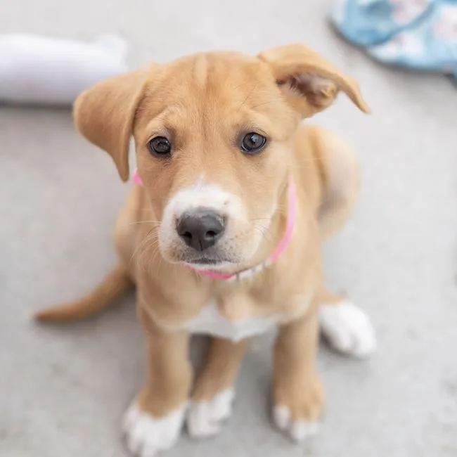 A baby medium-sized female Spaniel dog named Japan Pup Handa for adoption in San Diego, CA