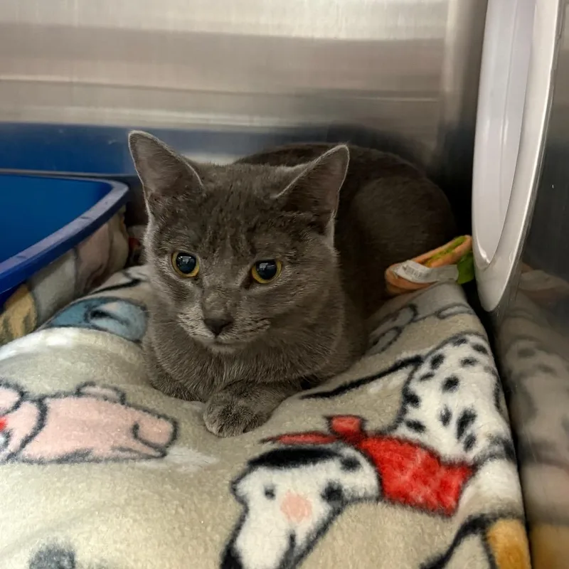 A young medium-sized female Gray / Blue / Silver Domestic Short Hair cat named Lottie for adoption in Kanab, UT