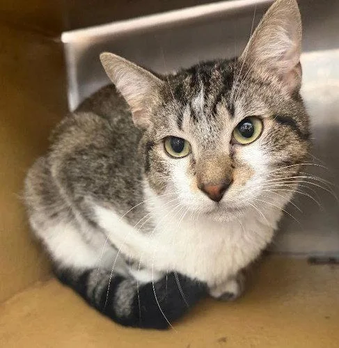 A young medium-sized female Domestic Short Hair cat named Miso PSP for adoption in Oakland Park, FL