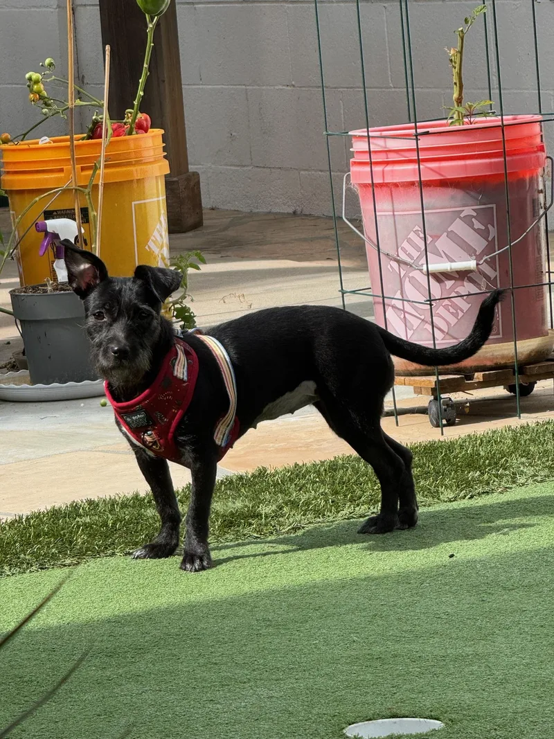 An adult small-sized male Miniature Schnauzer dog named Millie for adoption in Oceanside , CA