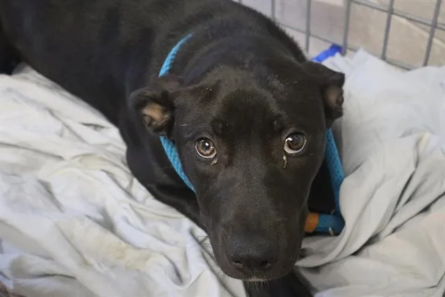 A young medium-sized female Mixed Breed dog named Louise for adoption in Columbia, SC
