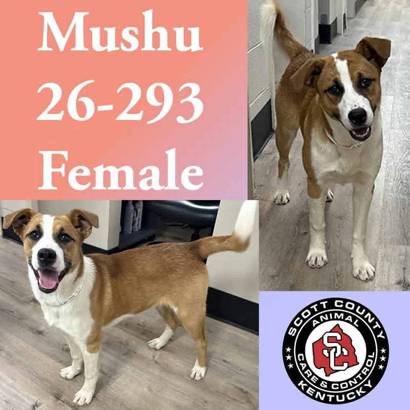 A young large-sized female Rhodesian Ridgeback dog named Mushu for adoption in Georgetown, KY