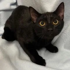 A baby medium-sized female Black Domestic Short Hair cat named Aberdeen for adoption in Green Valley, AZ