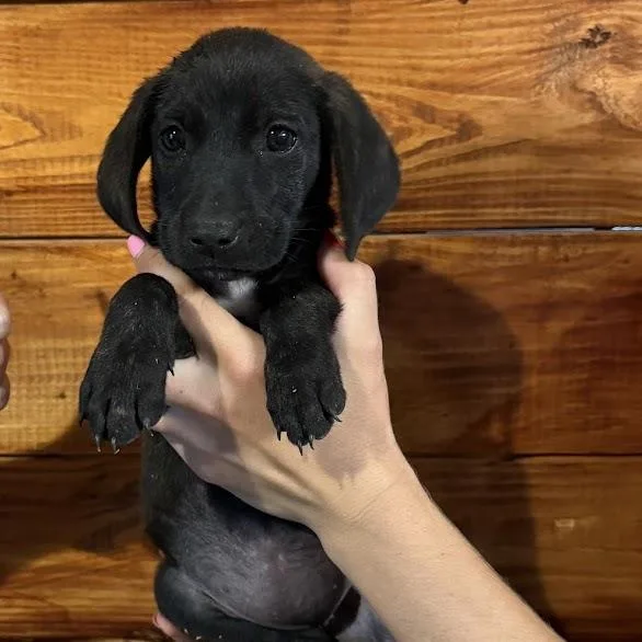 A baby small-sized male Black Australian Shepherd dog named Chick Fil A for adoption in North Charleston, SC