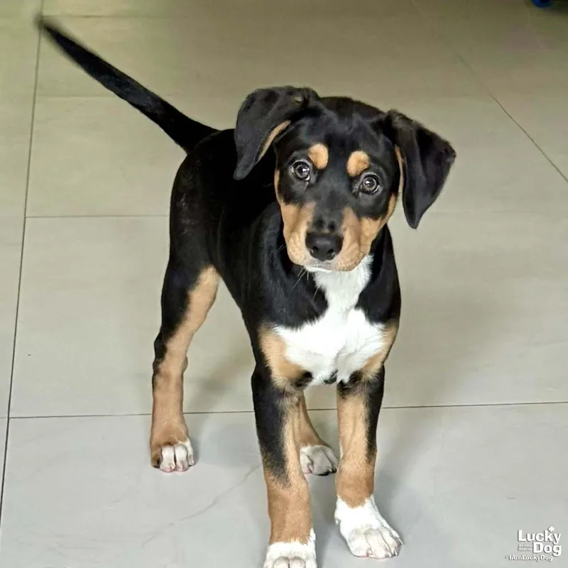 A baby large-sized female Spaniel dog named Chia for adoption in Washington, DC