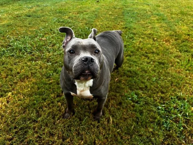 An adult large-sized female Pit Bull Terrier dog named Sherri for adoption in Appling, GA