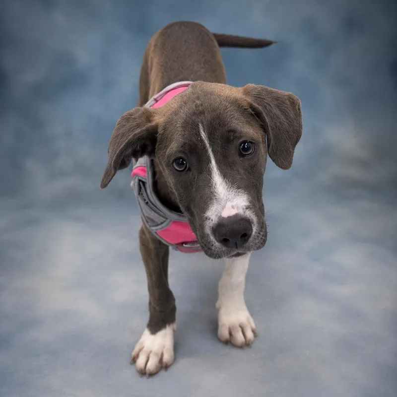 A baby medium-sized female Gray / Blue / Silver Pit Bull Terrier dog named Buddha for adoption in Anderson, TX