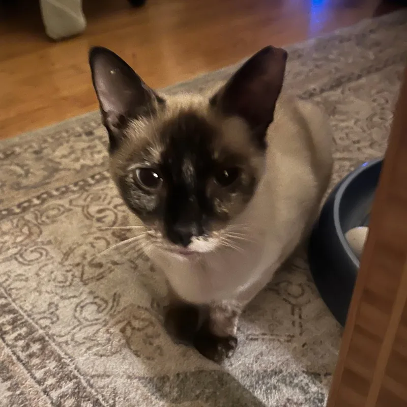 Indigo N thumbnail 2